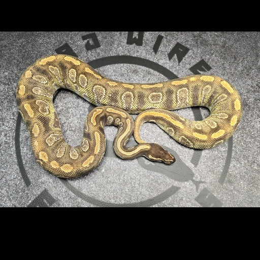 Adult virgin Mojave Enchi Nanny female