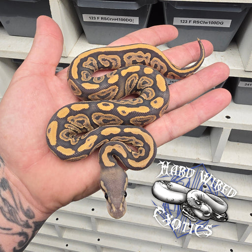 24 Black Pastel Hypo male