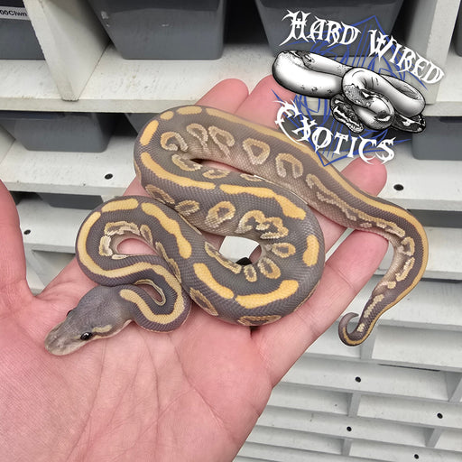 24 Black Pastel Mojave Hypo male