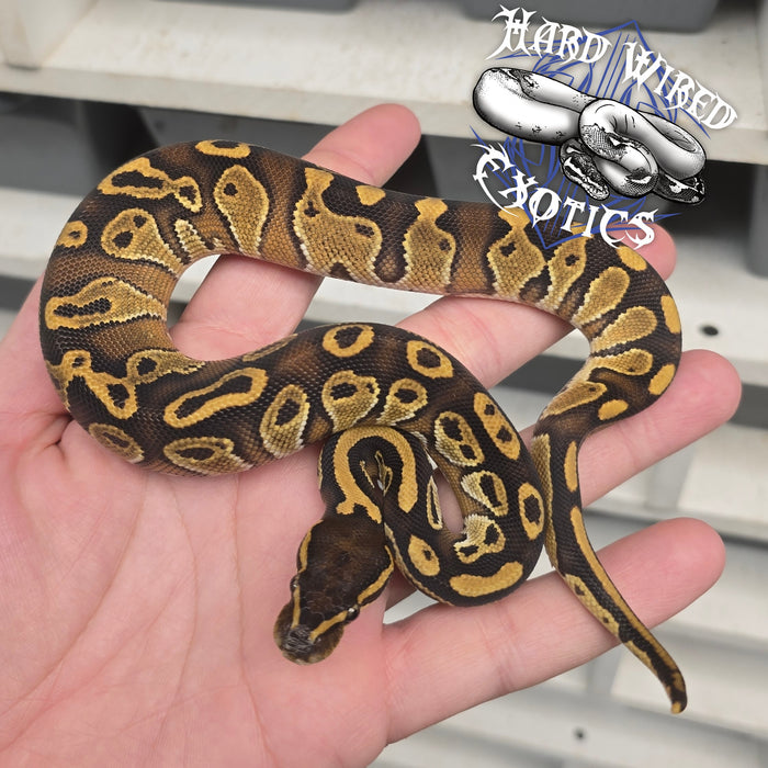 24 BH Special pos Enchi het Pied male