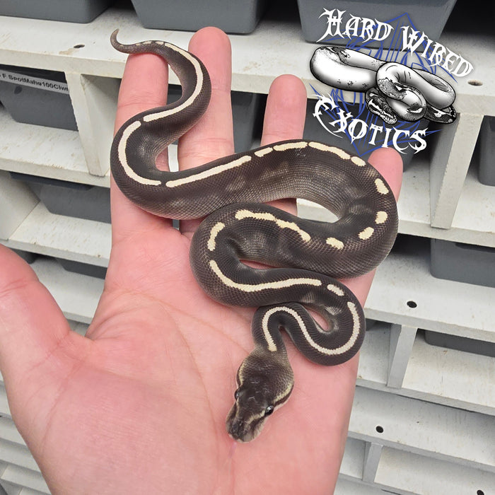 24 GHI Mojave Chocolate het Hypo male