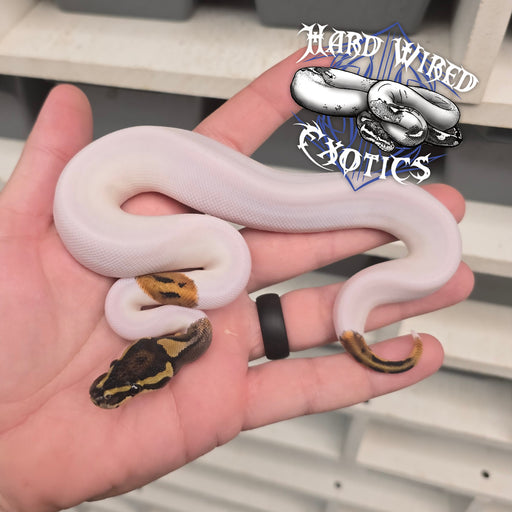 24 Pied pos Leo male