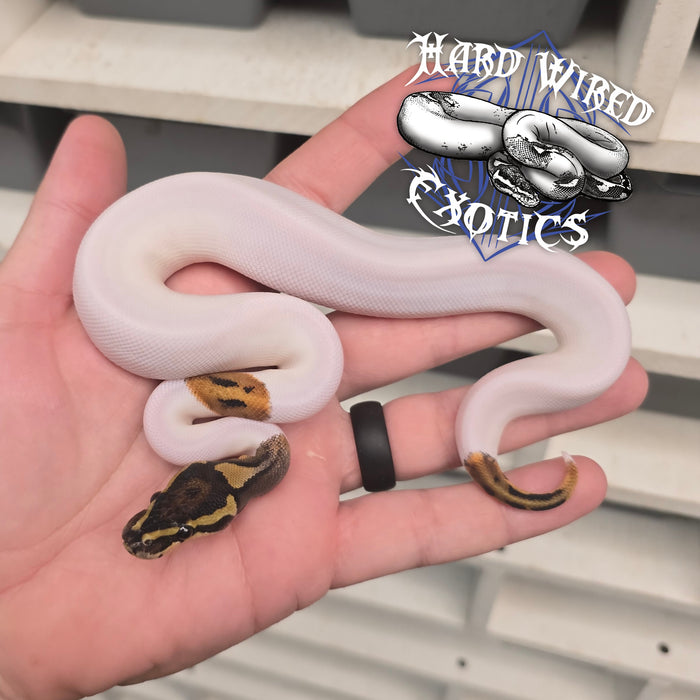 24 Pied pos Leo male