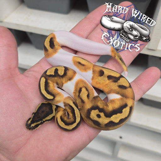 24 Enchi Pied male