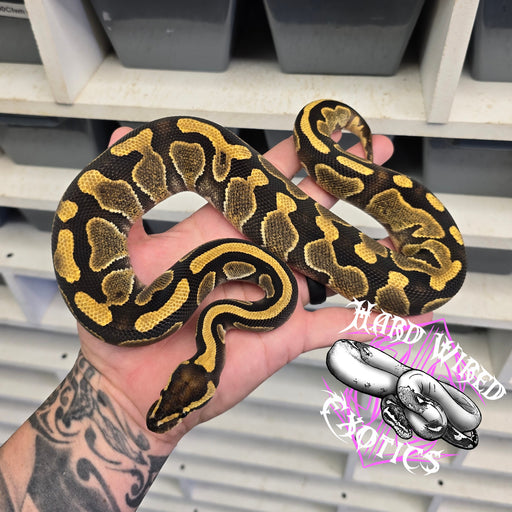 24 Redhead Enchi het Pied female