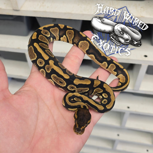 24 Mahogany YB het Pied male