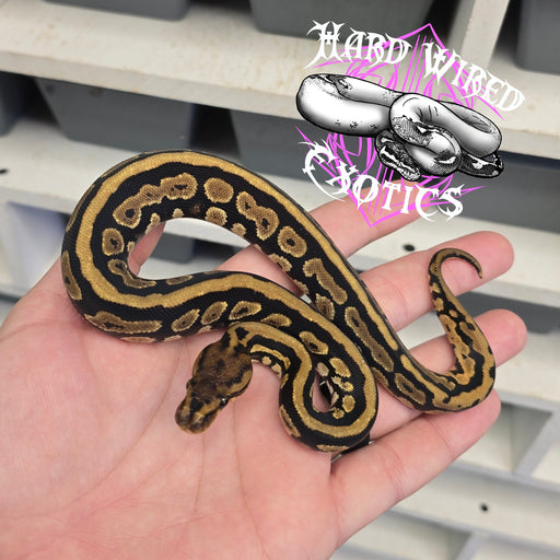 24 Spotnose Mahogany het Clown female