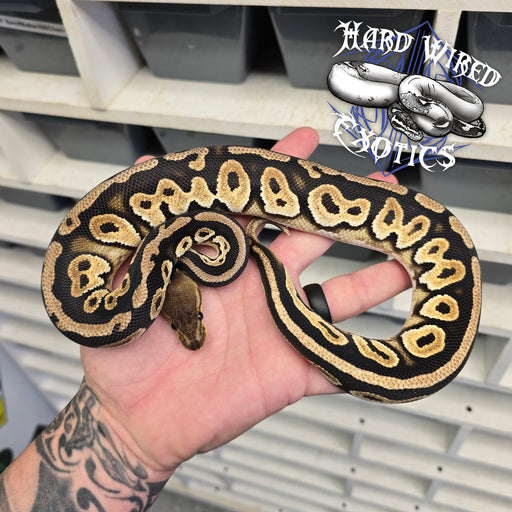 24 Cypress Cinnamon male