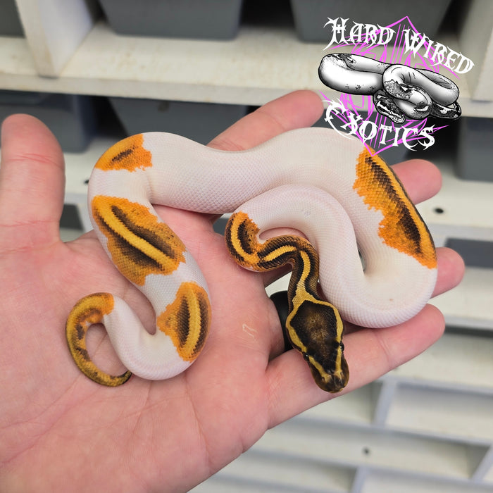 24 Enchi YB Pied het DG female