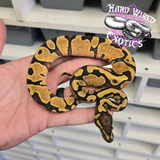 24 Enchi YB het DG 66% het Pied female