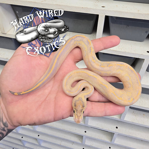 24 Enchi Leo pos BH Ivory het DG Hypo male