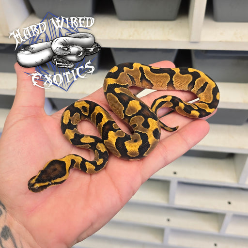 24 Enchi YB het DG Hypo male