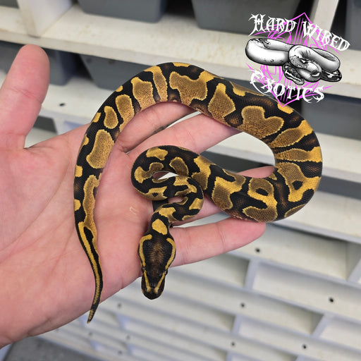 24 Enchi YB het DG Hypo female