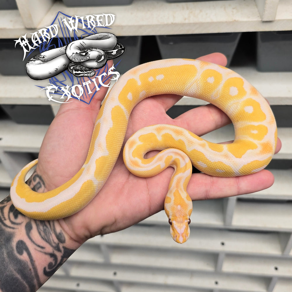 24 Lavender Albino Clown male