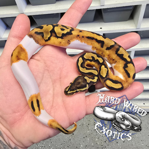 24 Pied het Hypo male