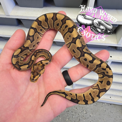 24 RedStripe Cryptic het DG female