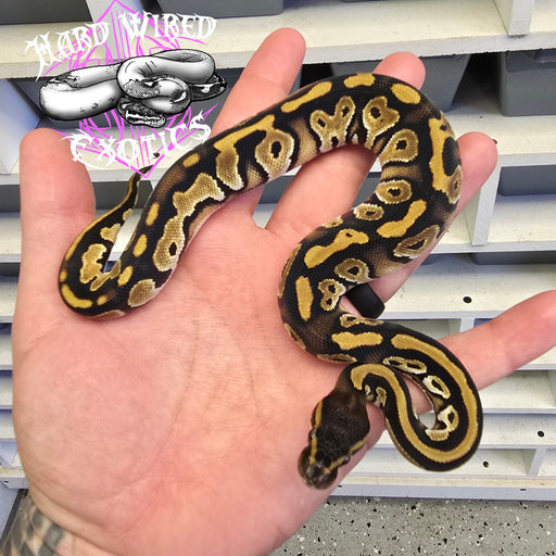 24 BlackHeac HGW het Pied female