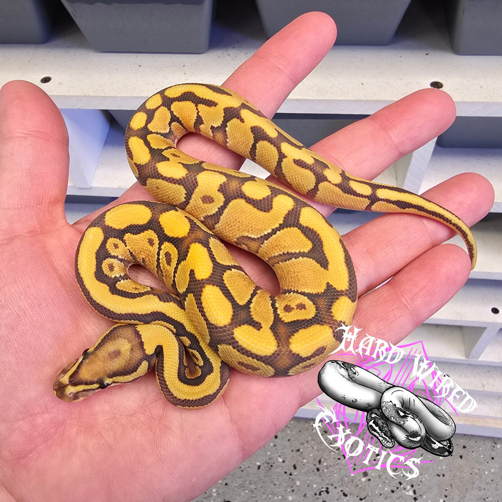 24 Vanilla Enchi Hypo het DG female