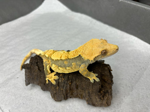 Female Crested Gecko G56