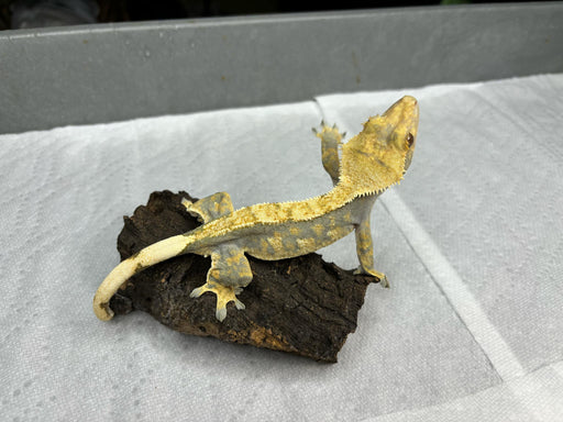 Female Crested Gecko G59