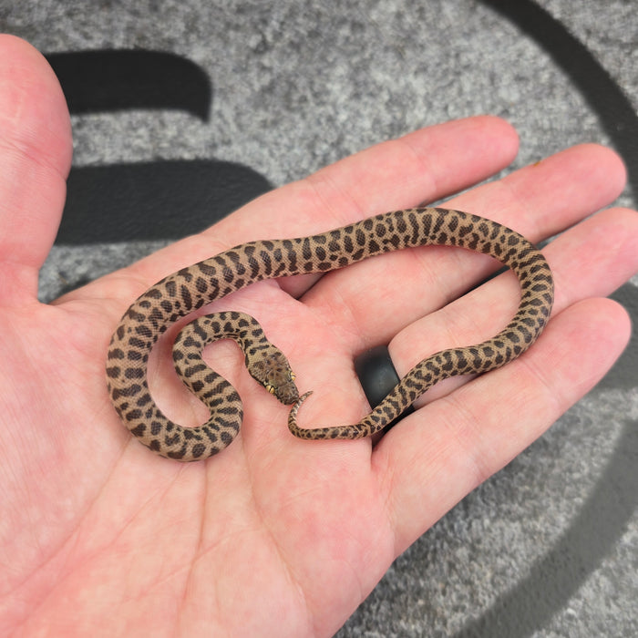 26 Children's Python 100% het Black Eye female
