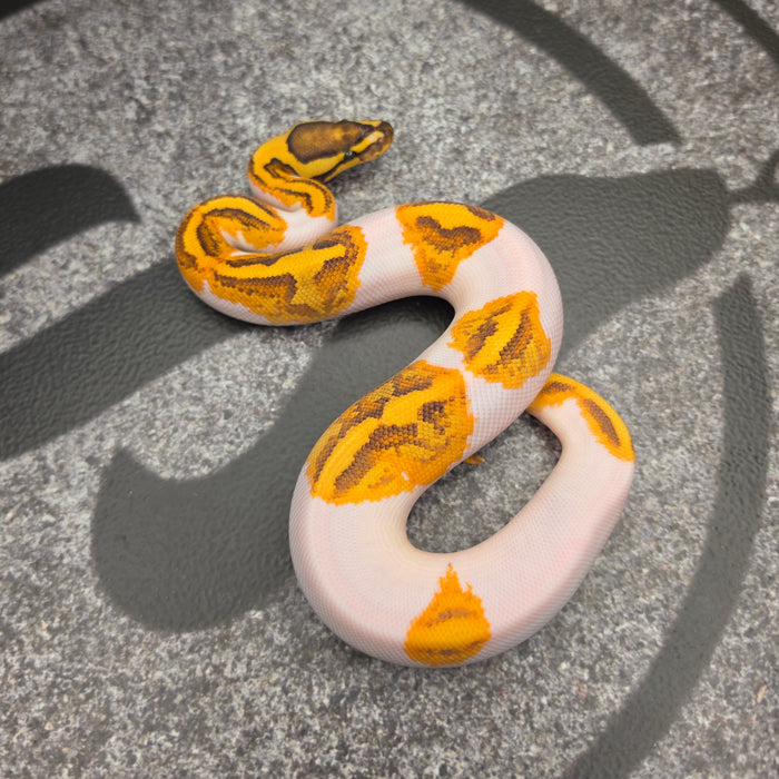 26 Vanilla Enchi YB Pied het Hypo male