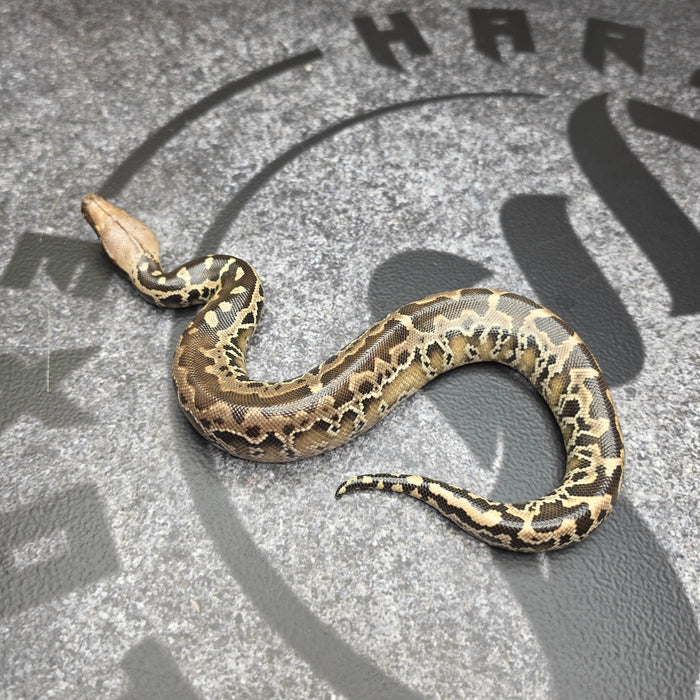 26 Chromehead Short Tail female F7
