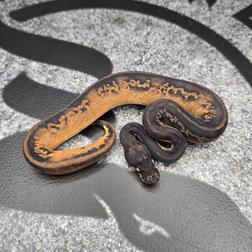 26Super BH Leopard YB het Pied 50% het Hypo female