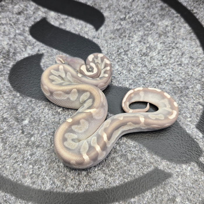 26 GHI Cinnamon Enchi Butter Hypo 50% het Pied male