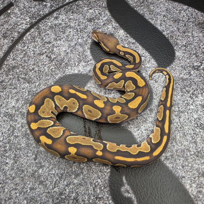 26 BH OD Vanilla Hypo female