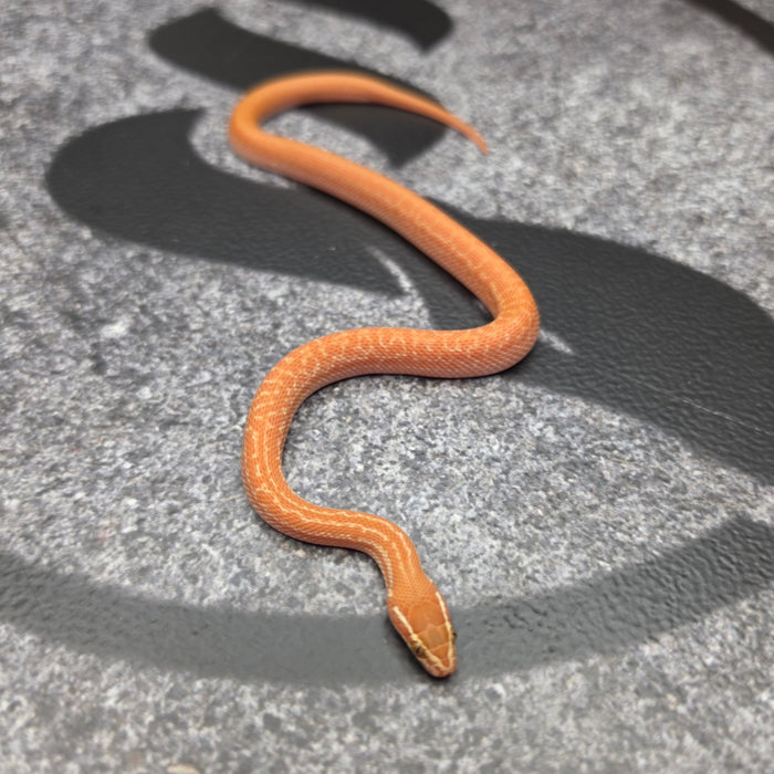 26 62.5%KZN Red Tpos Albino female 19F8