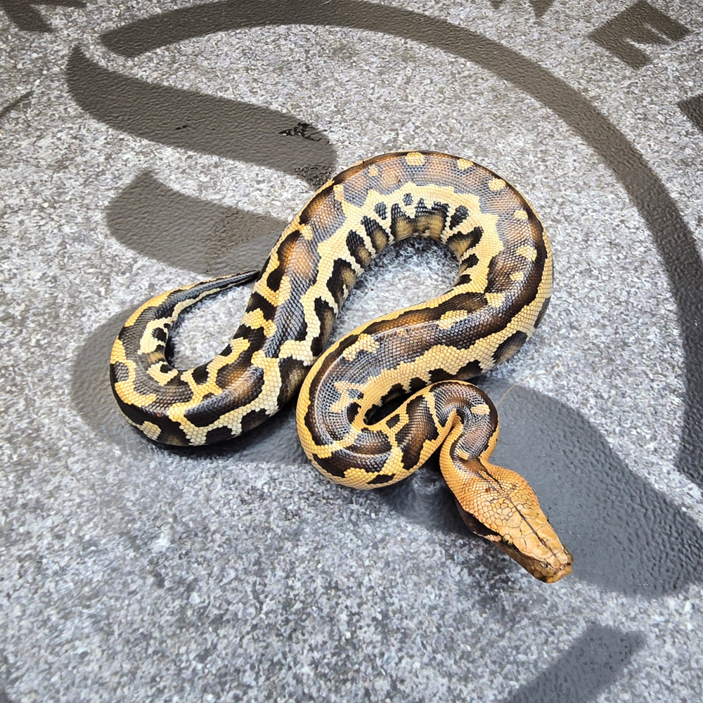 25 Bornero Shot Tail Python ( very nicely striped) male