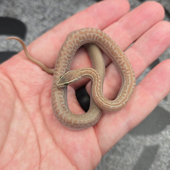 26 African House Snake Hypo het Tpos Albino female 02F8