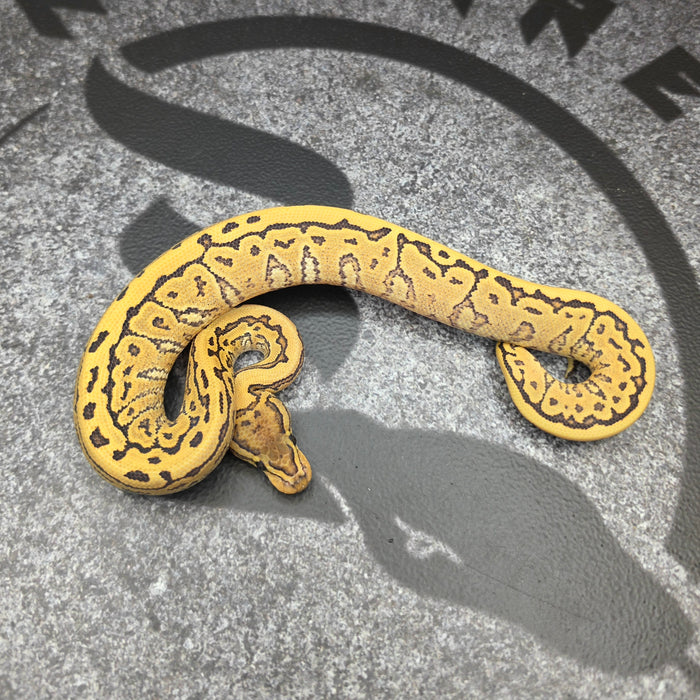 26 Hurricane Pin YB DG het Hypo female