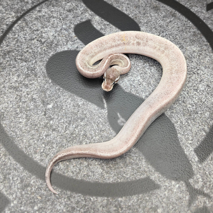 26 Pastel BH Furrow Fire Cinnamon male
