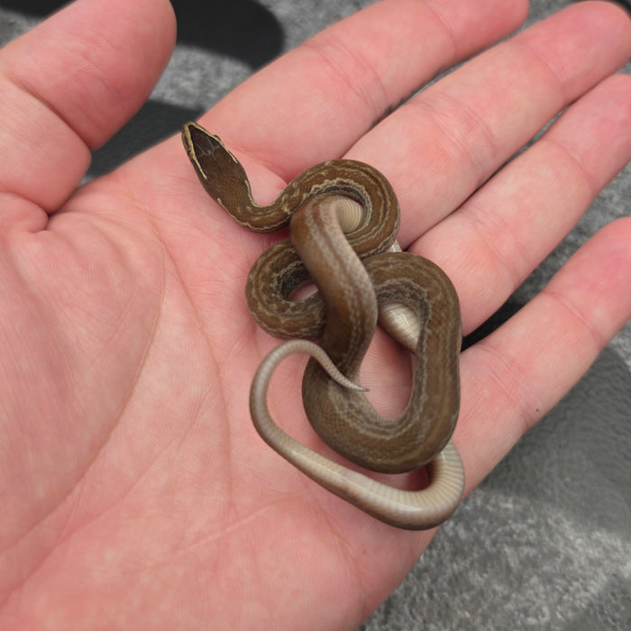26 het Tpos het Blue Eye 50% het Hypo female 09F7