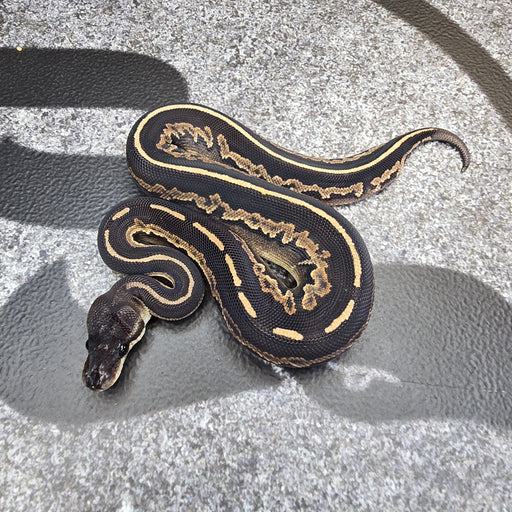25 BH Cinnamon 66% het Clown Hypo G Stripe female