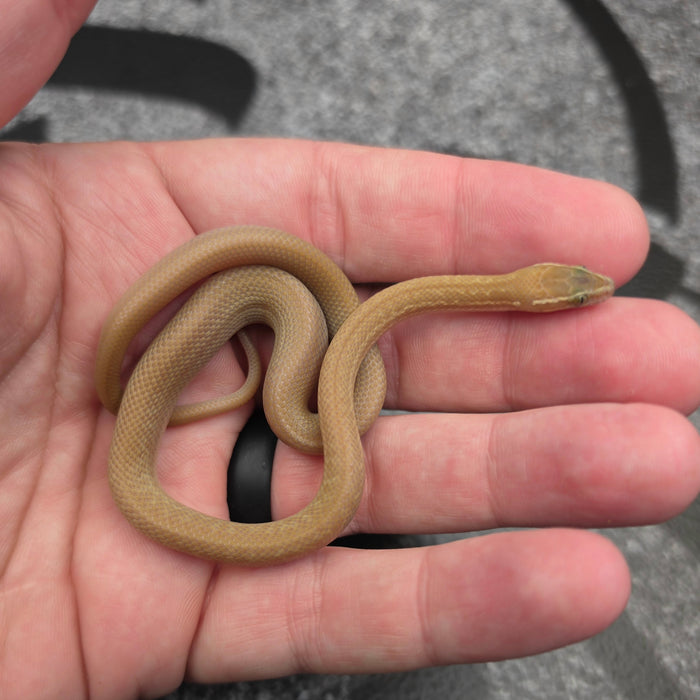 26 31.25% Zambian Green Hypo het Tpos Albino male
