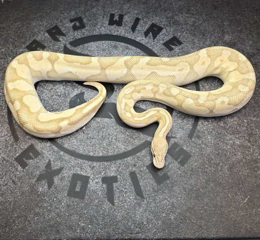 Proven Breeder Cinnamon Enchi Butter Pastel Hypo female