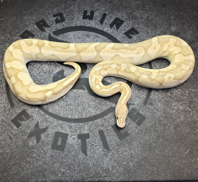 Proven Breeder Cinnamon Enchi Butter Pastel Hypo female