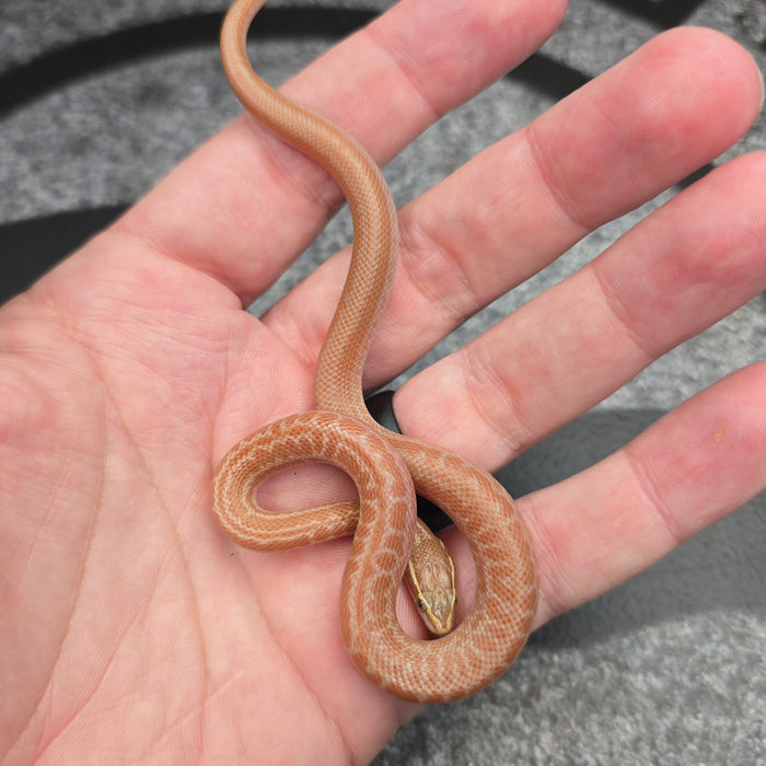 26 Tpos het Hypo African House Snake male M4