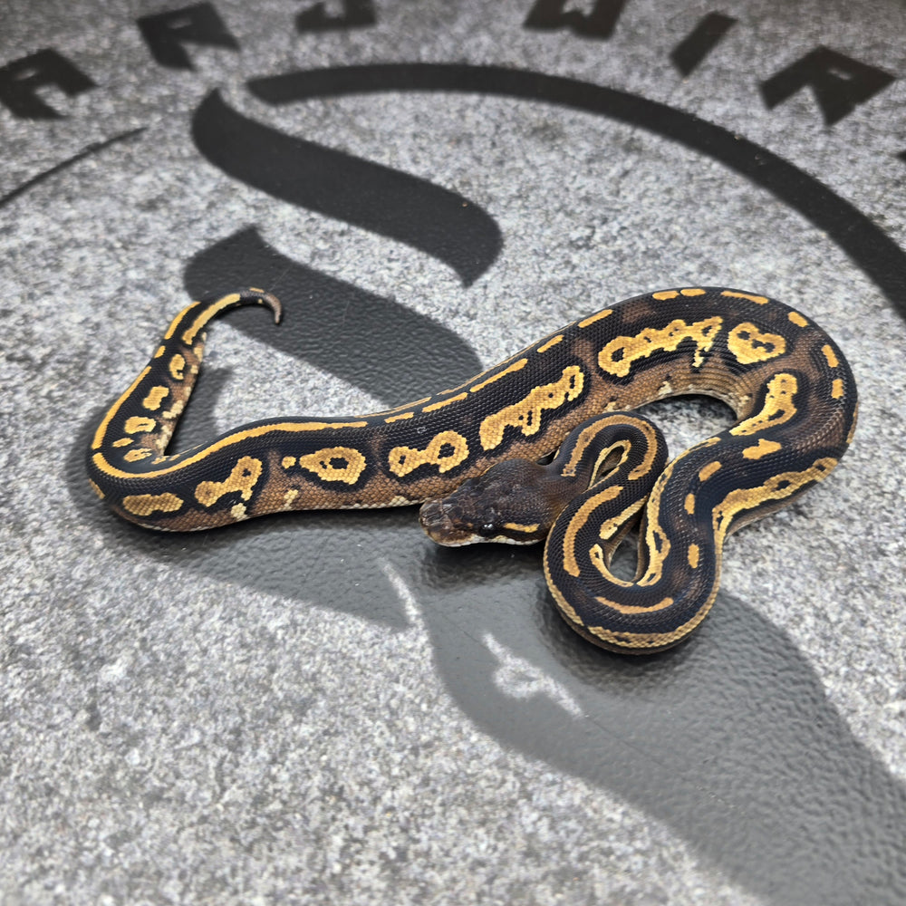 26 Super BH het Paint pos OD Special female F4