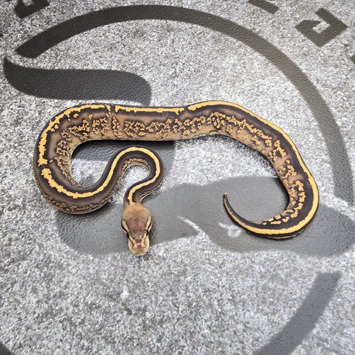 25 Black Pastel Stranger Fire het Albino male