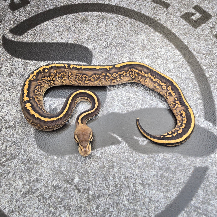 25 Black Pastel Stranger Fire het Albino male