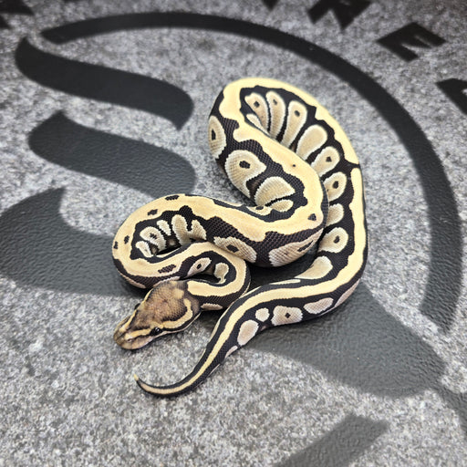 25 Cypress DG 66% het Hypo female