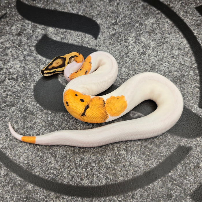 OD Vanilla Pied het Hypo male