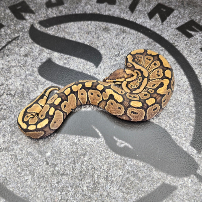 25 Red Stripe het Clown het Paint female