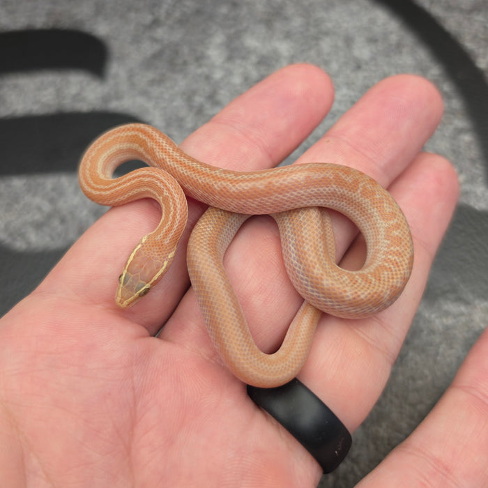 26 Hypo Tpos Albino male 17M2