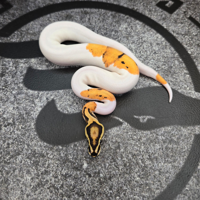 OD Vanilla Pied het Hypo male