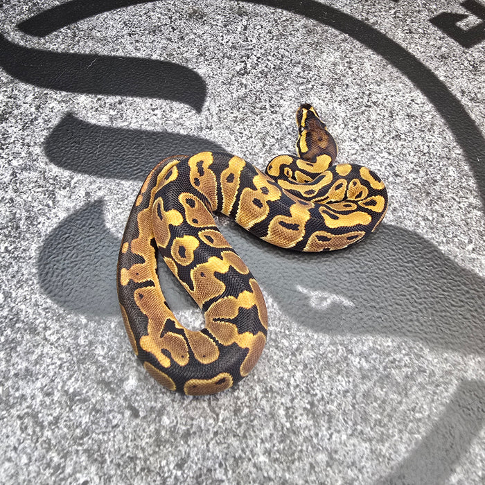 25 Trojan het Clown het Pied female
